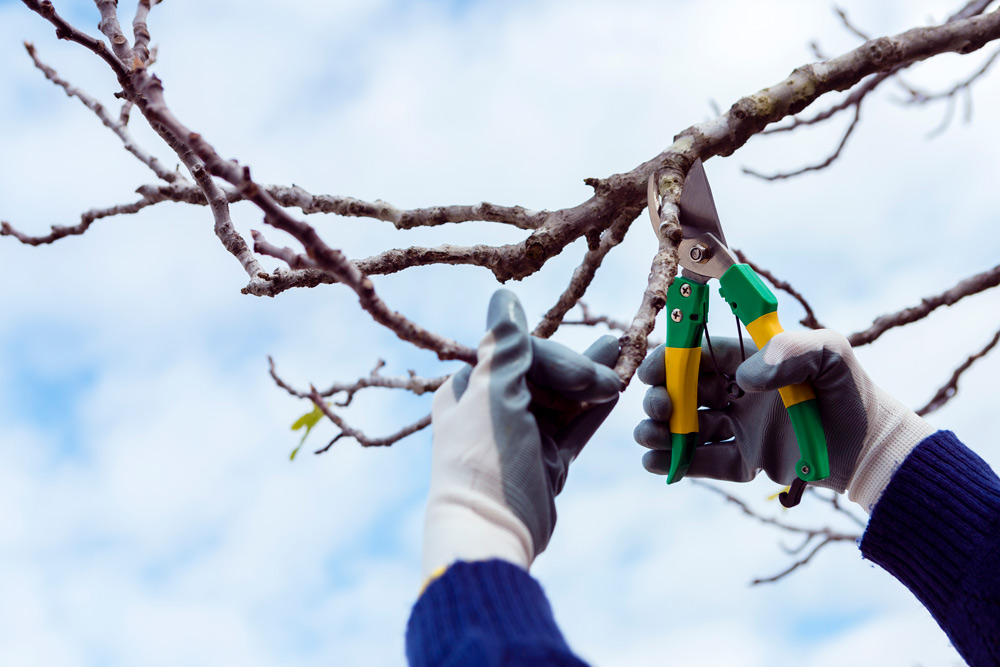 Tree maintenance