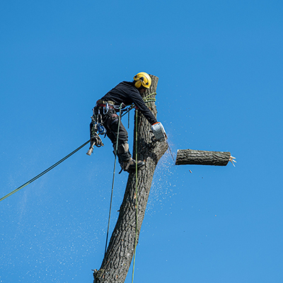 Tree maintenance