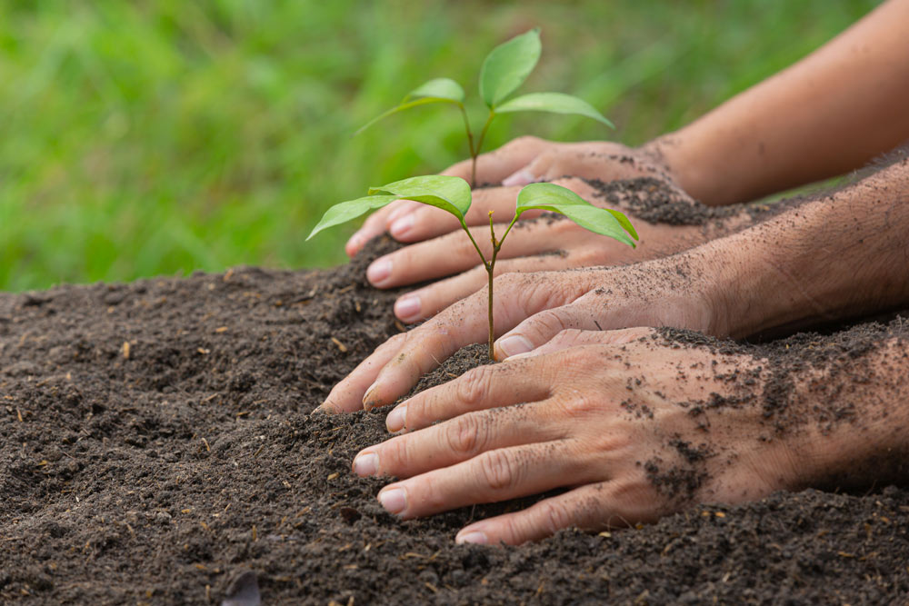 tree care in the Oxford area