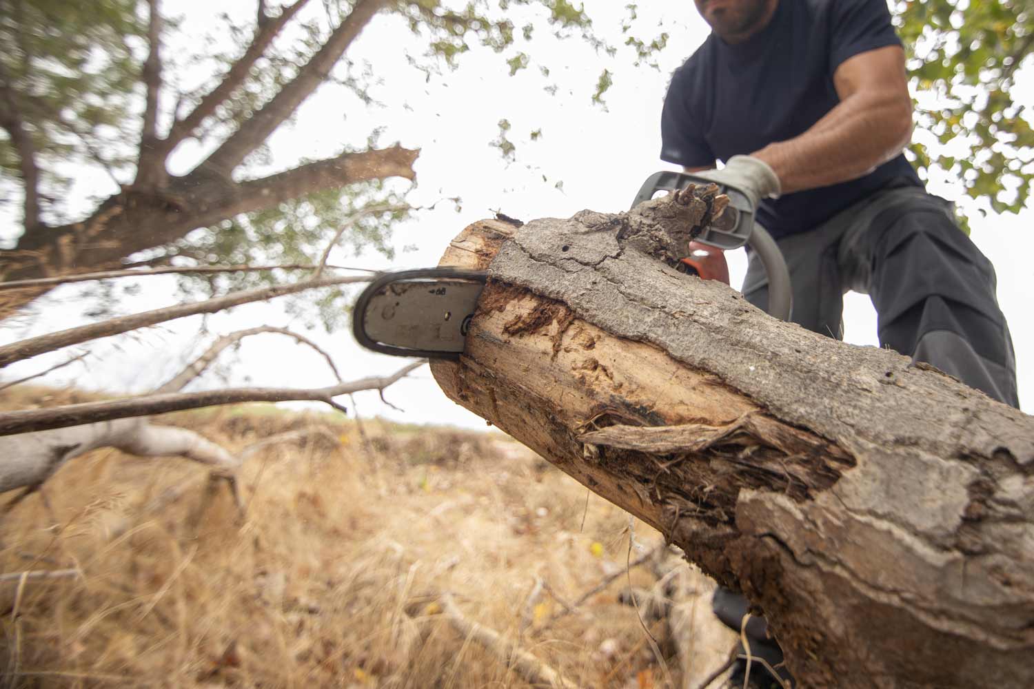 tree care in the Oxford area