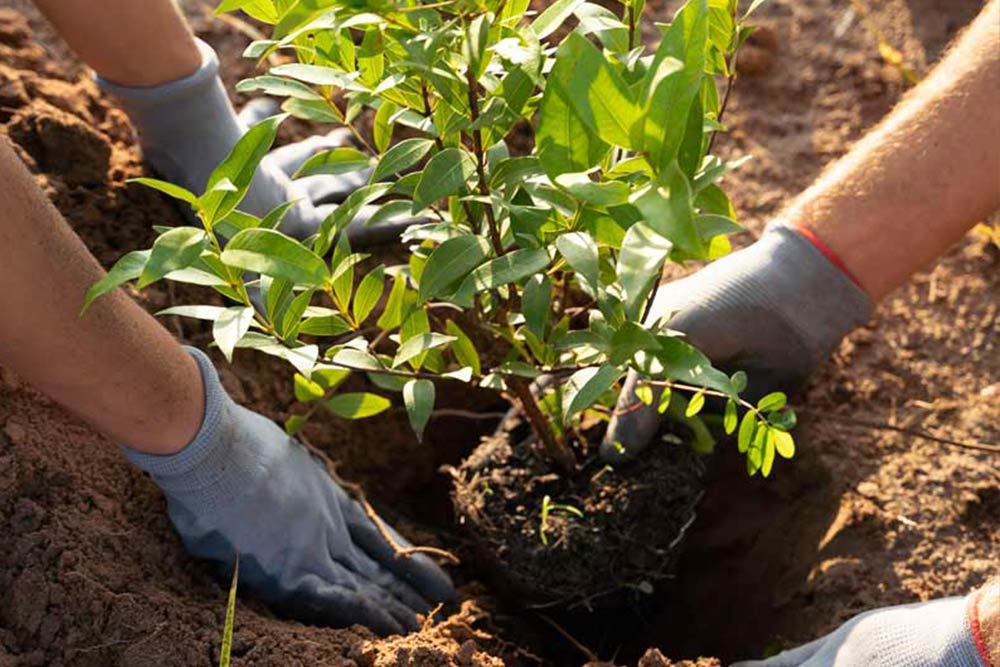 tree care in the Oxford area