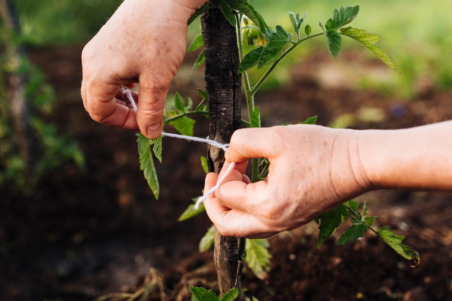 tree care in the Oxford area